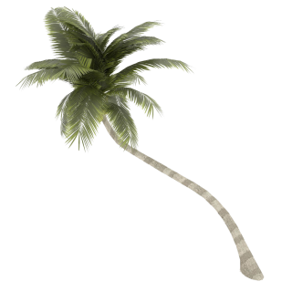 Coconut Tree PNG Palm Free Download PNG images
