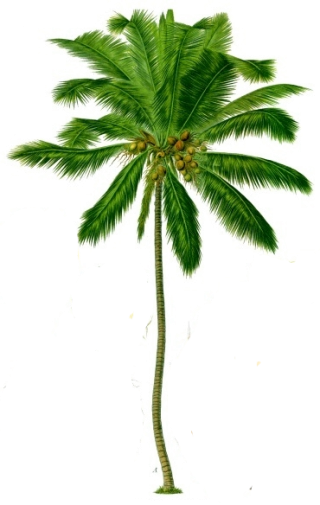 Coconut Tree Png Transparent Background PNG images