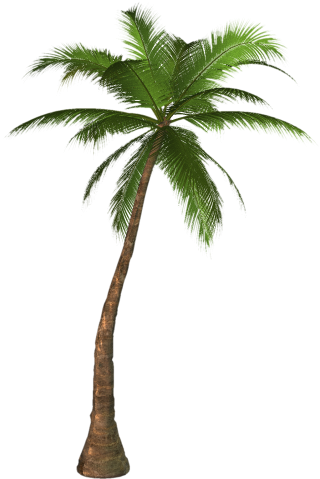 Coconut Tree PNG, Coconut Tree Transparent Background - FreeIconsPNG