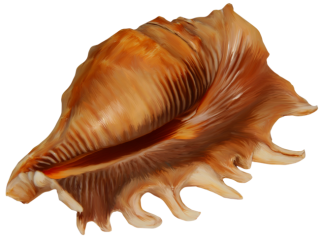  Brown Pointy Conch Image PNG images