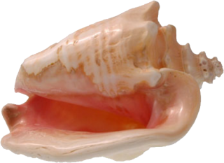 Colored Similar To The Mouth Conch Photo PNG images