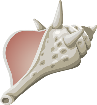 Conch Animal Picture Looking Teeth Winding PNG images
