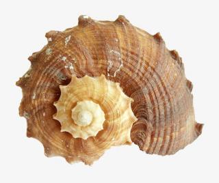 Conch Looking Snail Picture PNG images