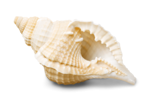 Conch PNG Photo PNG images