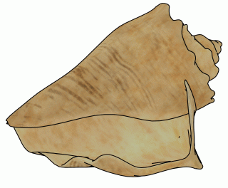 Conch Cartoon Clipart PNG images