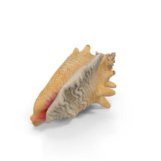 Conch Transparent Background PNG images
