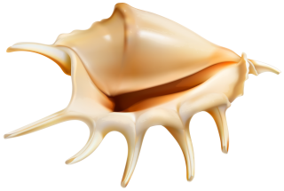 Drops Smooth Shiny Patterned Conch Image PNG images
