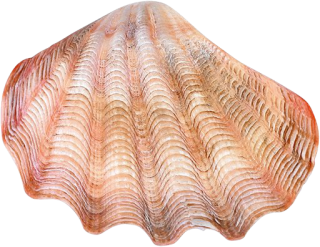 Free Download Conch Png Images PNG images
