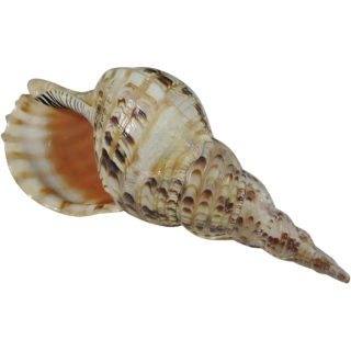 Hd Conch Png Transparent Background PNG images