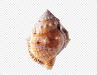 High Resolution Conch Png Clipart PNG images