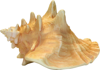 Mountain-shaped Flesh-colored Conch Image PNG images