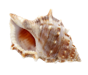 Photo Conch Hollow White Stripes PNG images
