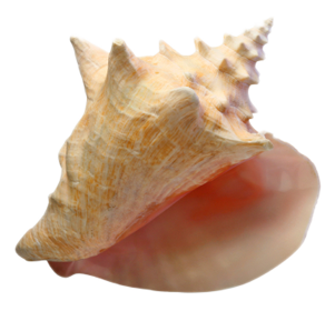 Pointed Natural Conch Images PNG images