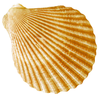 Round Flat Gold Striped Conch Images PNG images