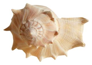Snail-shaped Conch Open Tone Picture PNG images