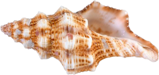 Wrapped In Gold-colored Conch Picture PNG images