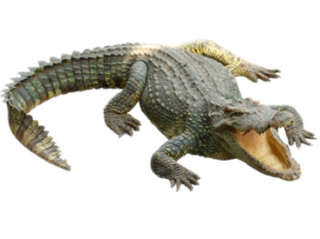 Crocodile Clipart PNG PNG images