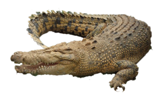PNG Transparent Crocodile Image PNG images