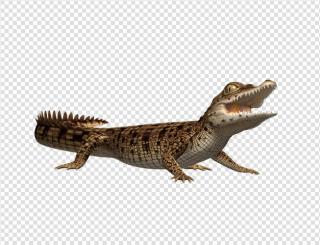 Images Download Crocodile Free PNG images