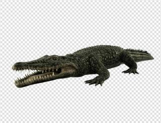 Free Download Crocodile Png Images PNG images