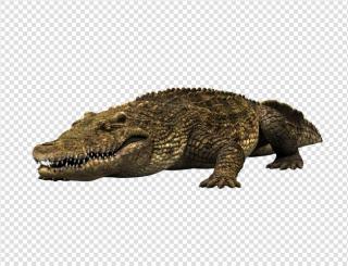 High Resolution Crocodile Png Clipart PNG images
