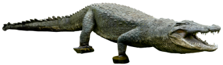 Real Crocodile Statue Photo PNG images