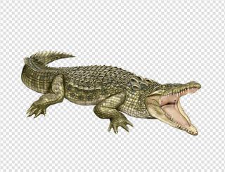 Clipart Collection Png Crocodile PNG images