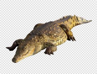 The Sleeping Crocodile, Rest Picture PNG images