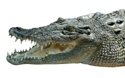 Green, Thick-skinned Crocodile Alligator Photo PNG images