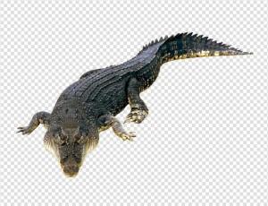 Crocodile Clip Art PNG images