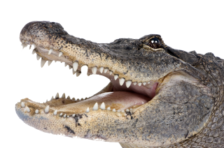 Transparent Real Crocodile, Alligator Tooth PNG images