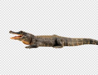 Crocodile Png Transparent PNG images