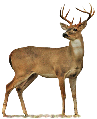 Deer Transparent Png Background PNG images
