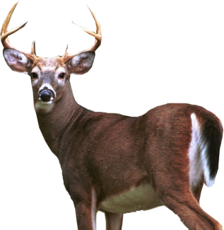 HD Deer PNG PNG images