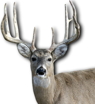 Hd Deer Image In Our System PNG images