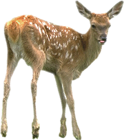 Deer PNG Clipart PNG images