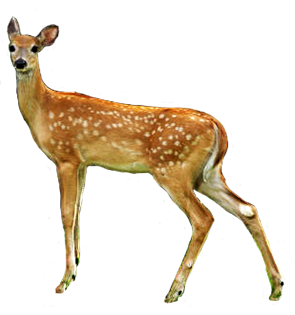 Use These Deer Vector Clipart PNG images