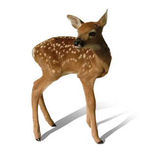 Download Free Vector Deer Png PNG images