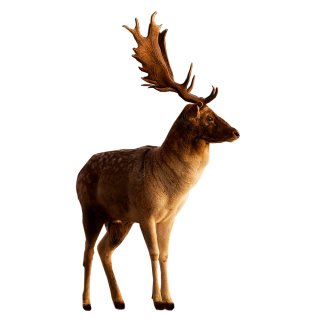 Download Free High-quality Deer Png Transparent Images PNG images
