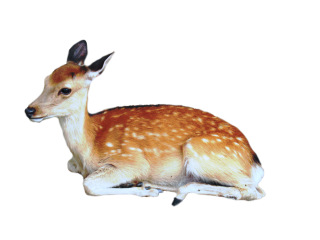 Deer Transparent PNG PNG images