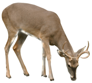 Deer Png Vector PNG images