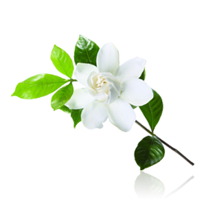 Jasmine Flower Png PNG images