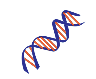 Blue And Red Dna Pictures PNG images