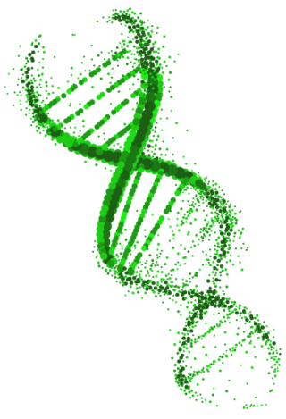 Green And Gorgeous Dna Transparent Photos PNG images