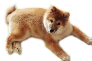 Cute Dog Png PNG images