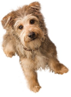 Cute Dog Png PNG images