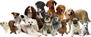 Dog Family Png PNG images