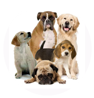 Download Dog Latest Version 2018 PNG images