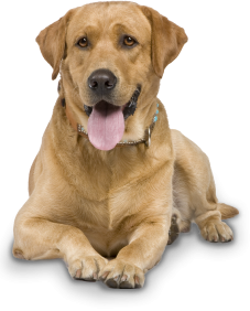 Collection Png Dog Clipart PNG images