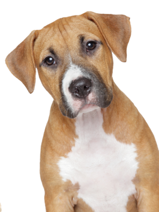 Free Download Dog Png Images PNG images